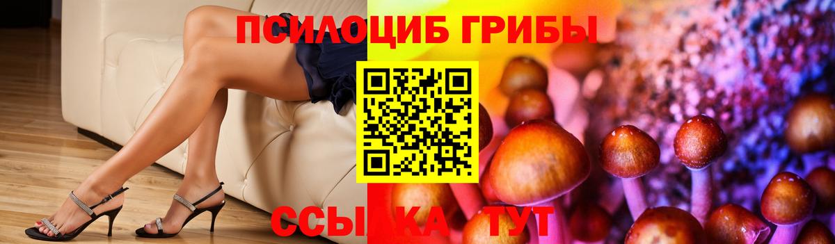 Псилоцибиновые грибы Cubensis Тосно